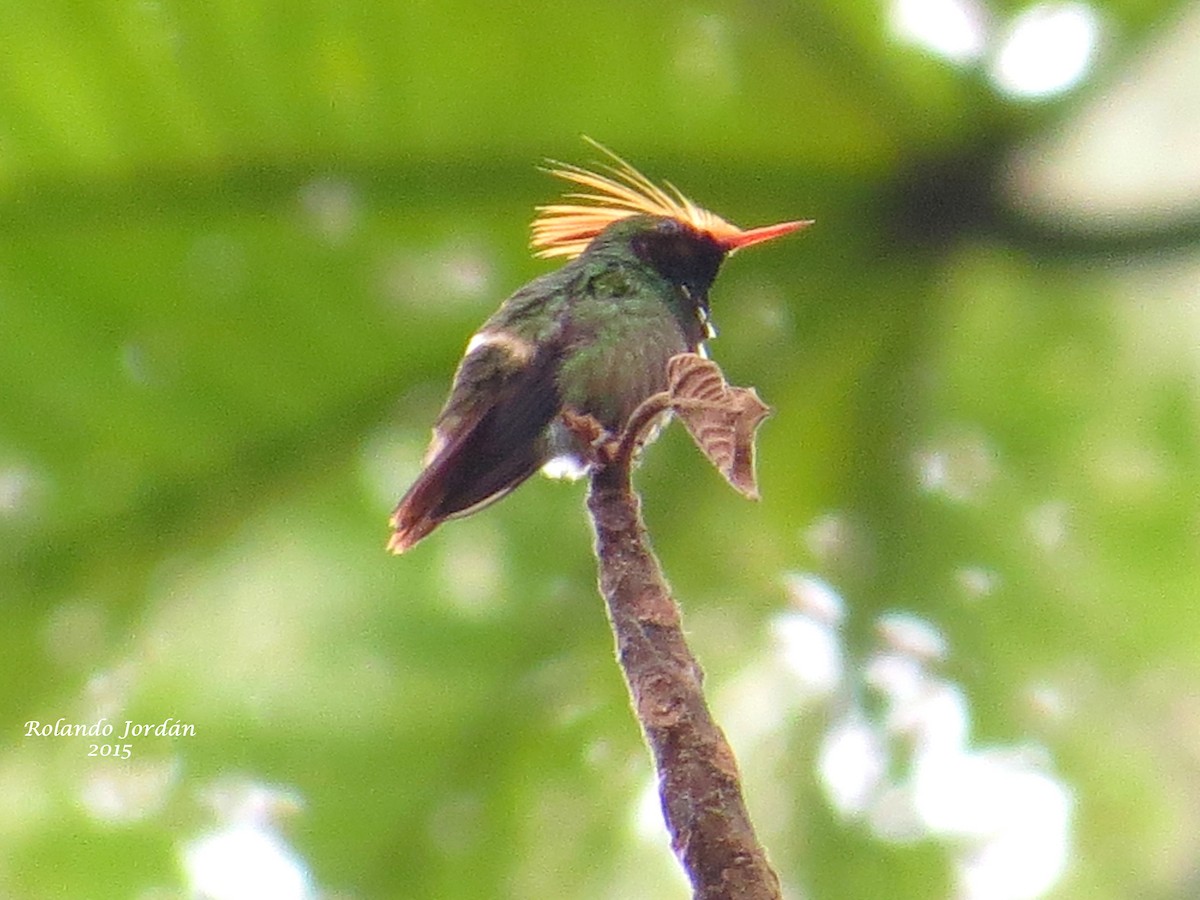 Rufous-crested Coquette - ML155205631