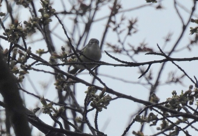 Vireo Solitario - ML155205761