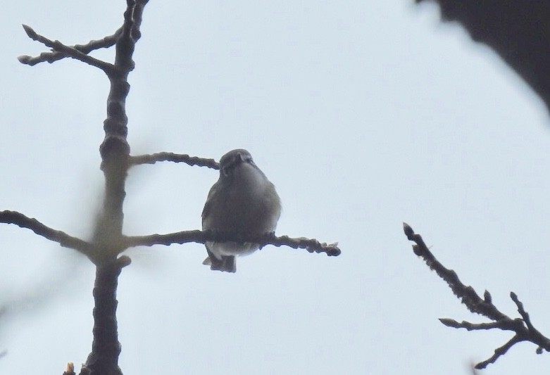 Vireo Solitario - ML155205771