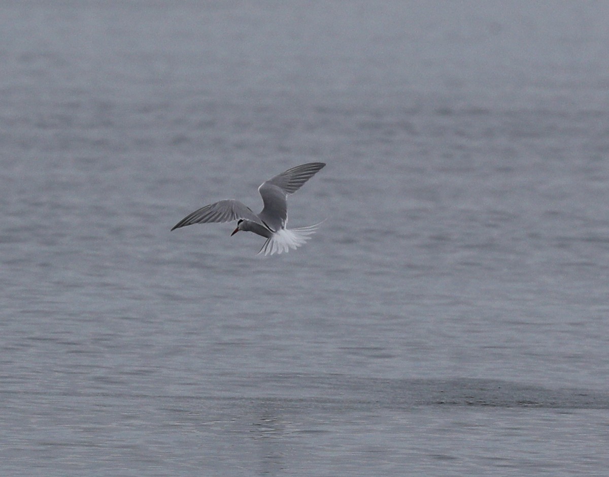 Common Tern - ML155207581