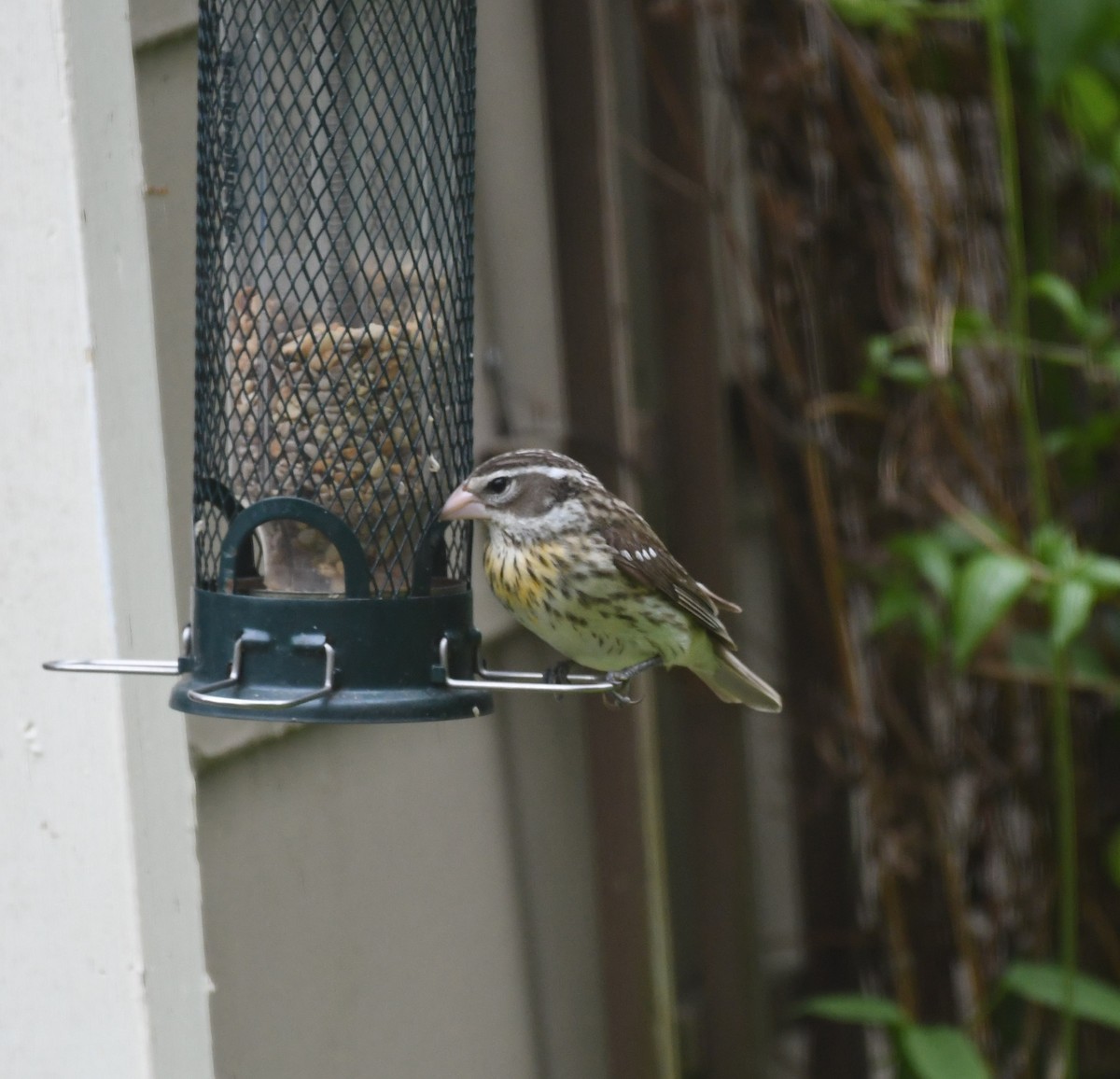 Rose-breasted Grosbeak - ML155208251