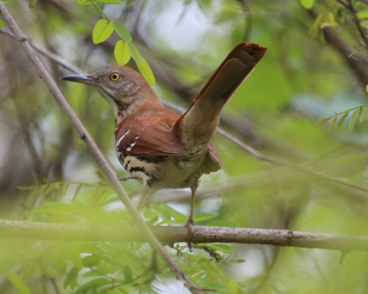 Brown Thrasher - ML155210381