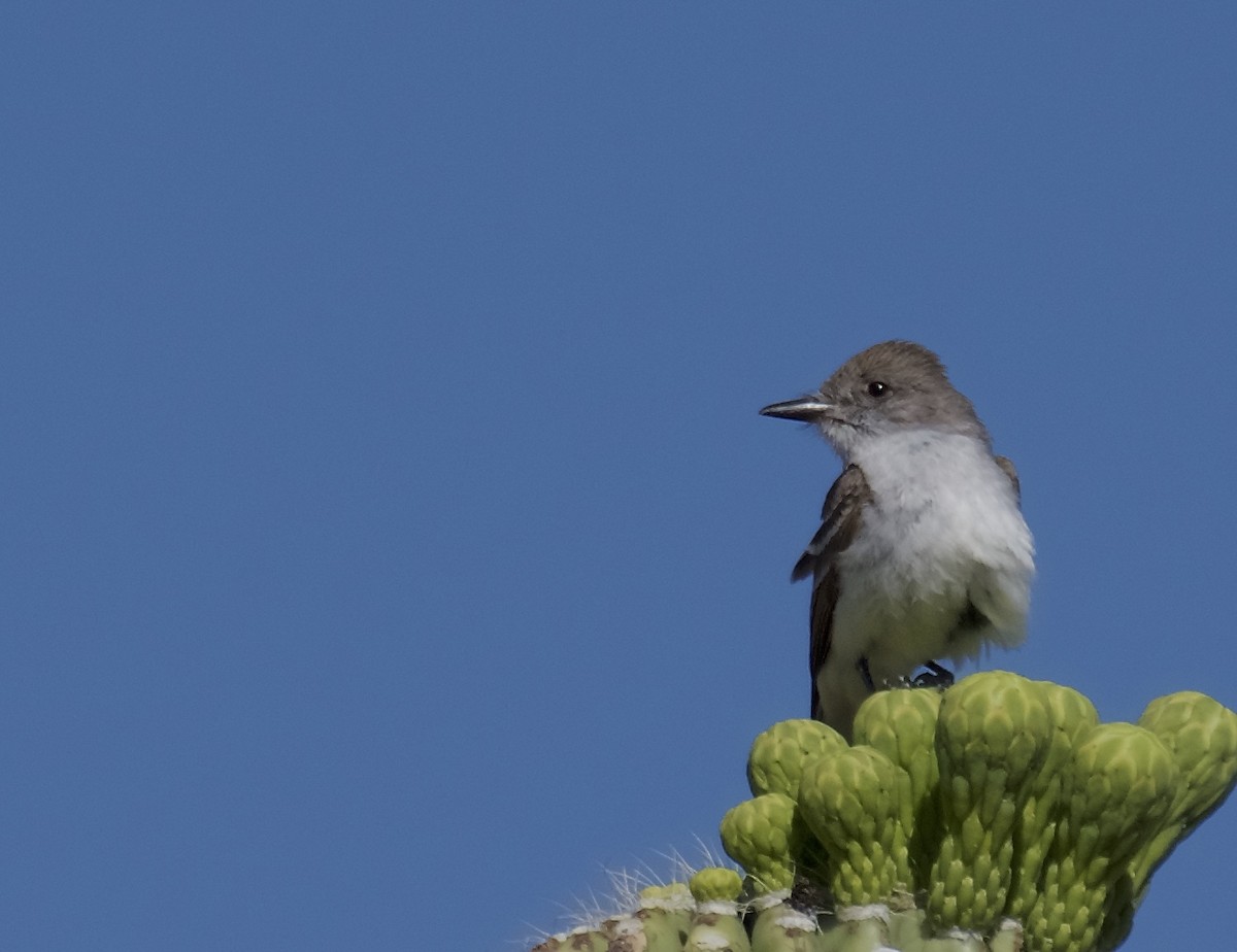 Ash-throated Flycatcher - ML155212101