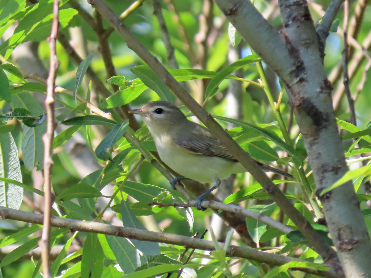 Warbling Vireo - ML155214731