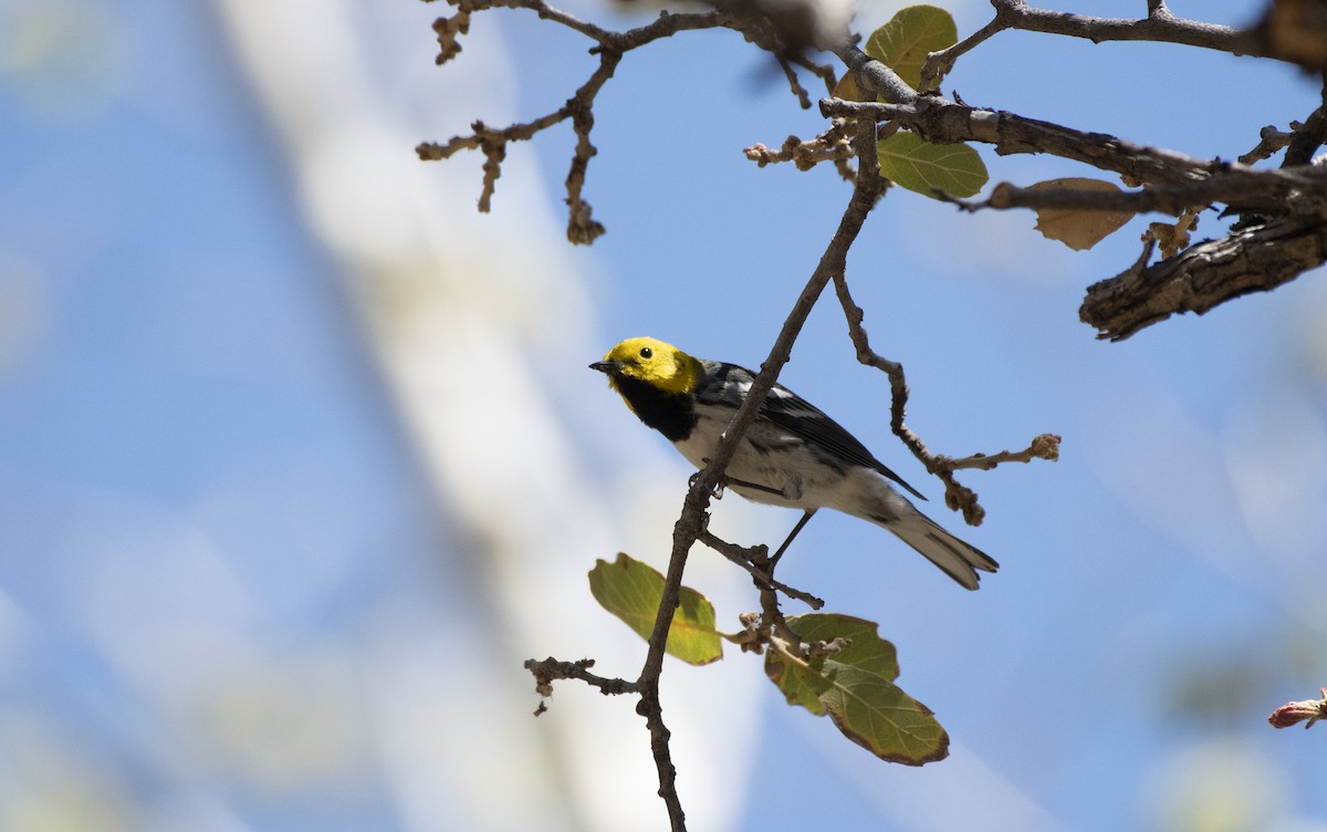 Hermit Warbler - ML155216131