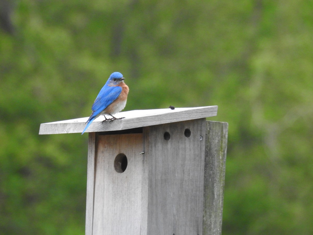 Eastern Bluebird - LF Melliny