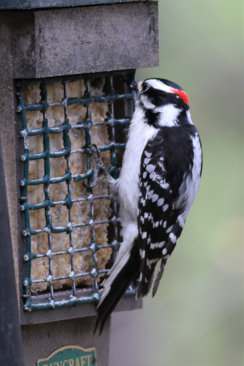 Downy Woodpecker - ML155218321