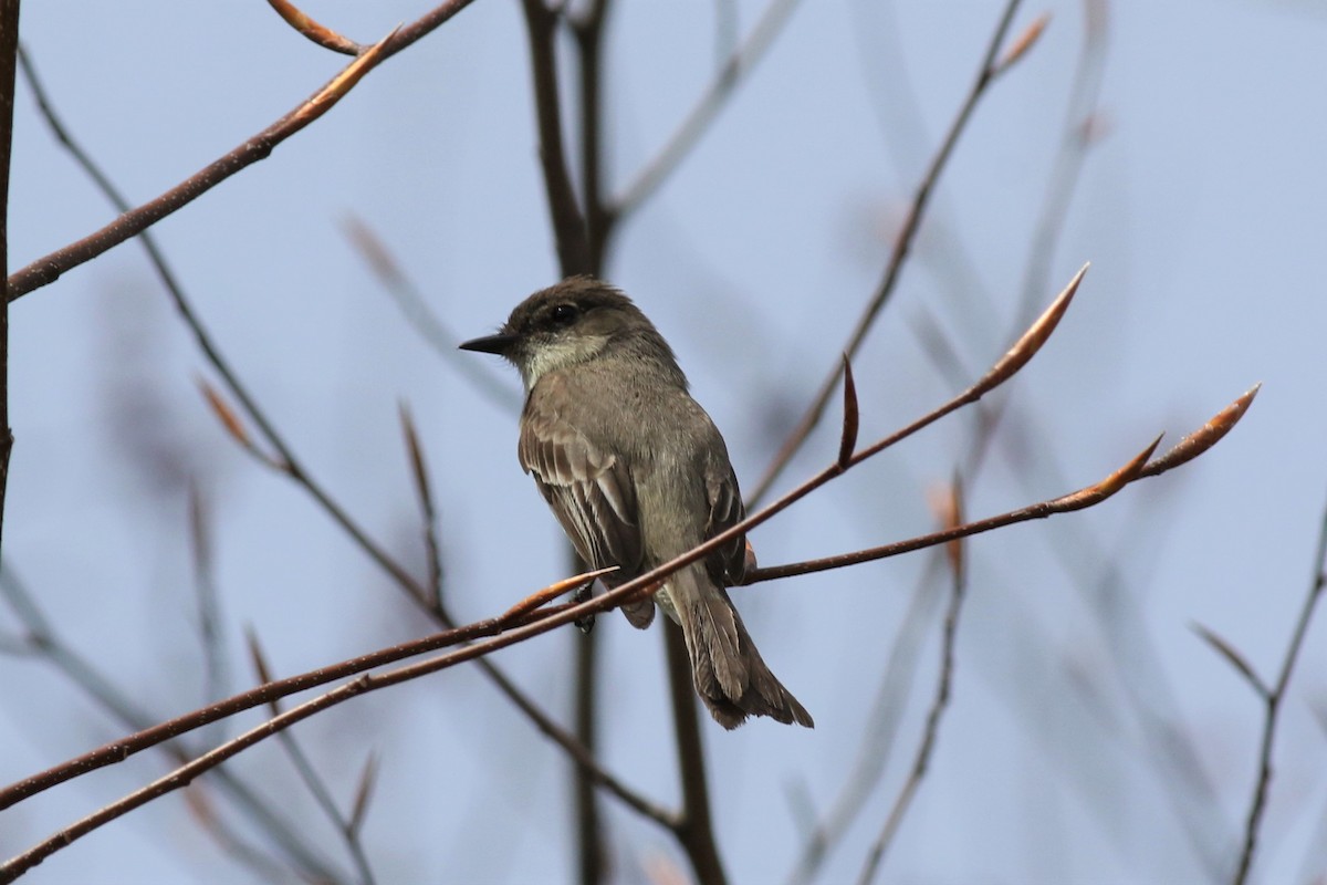 Eastern Phoebe - ML155218421