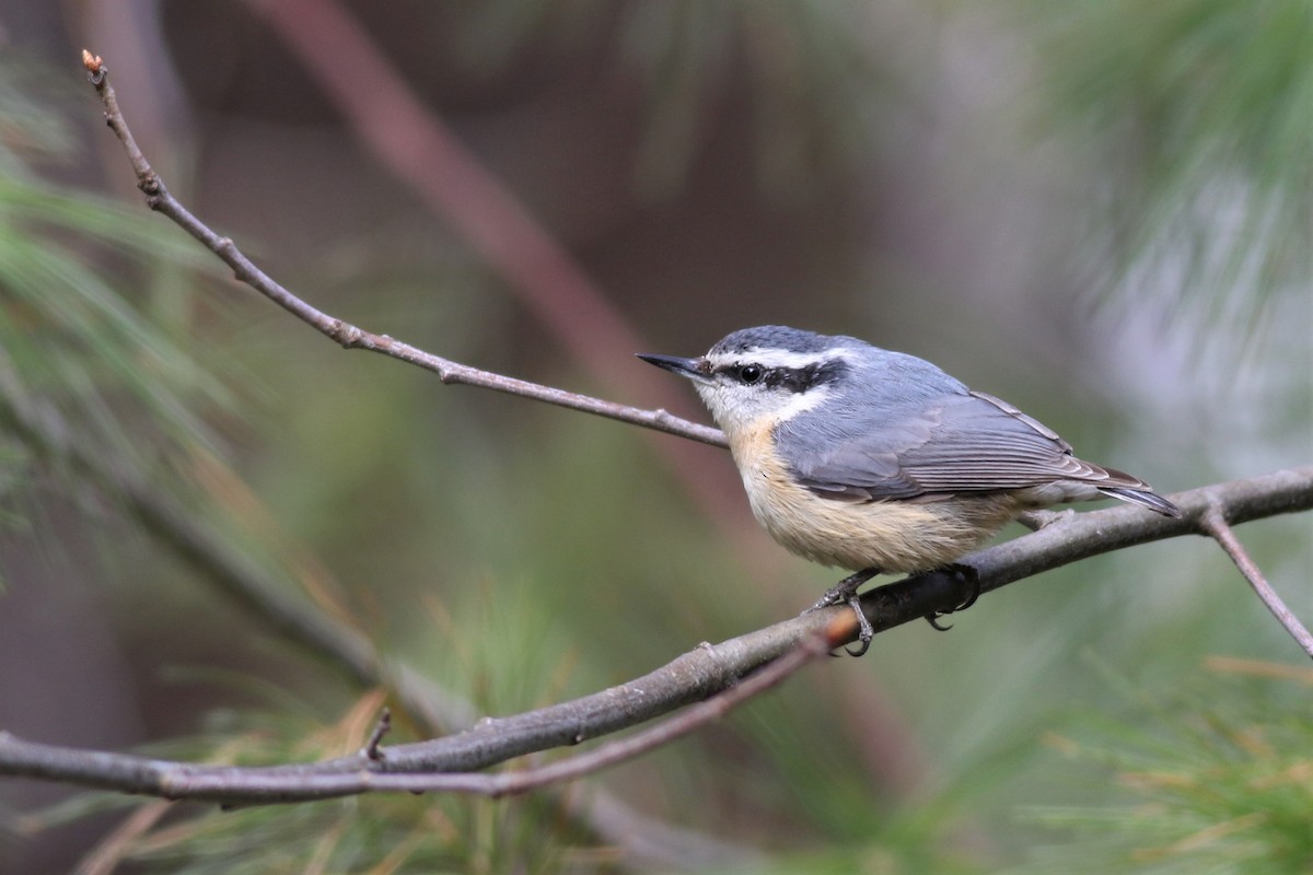 Red-breasted Nuthatch - ML155218611