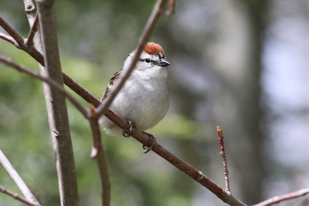 Chipping Sparrow - ML155218811