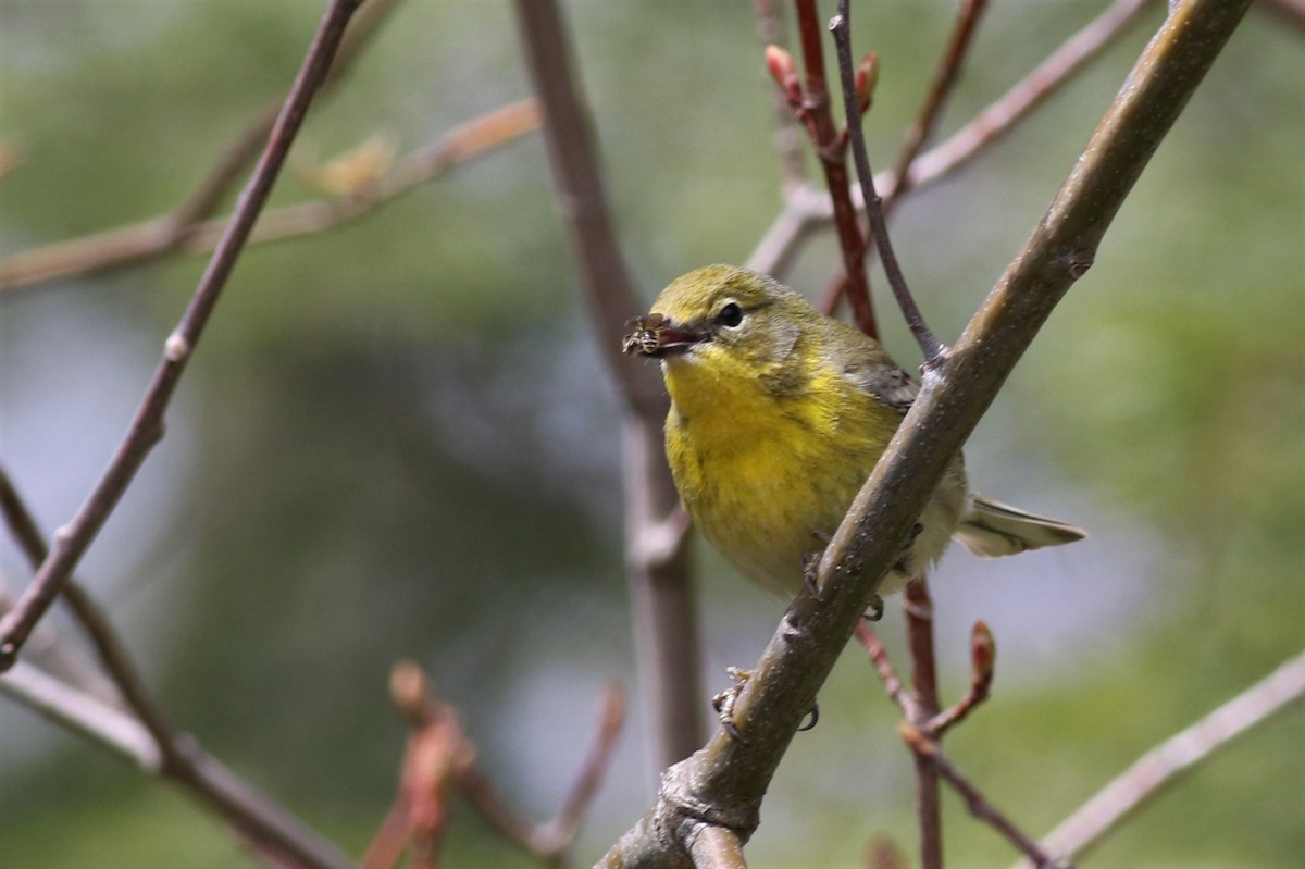 Pine Warbler - ML155219211