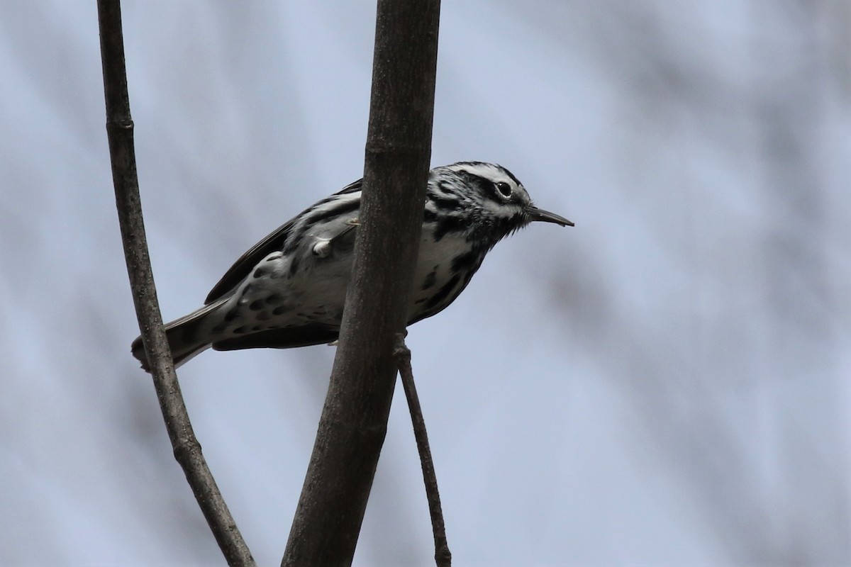 Black-and-white Warbler - ML155219371