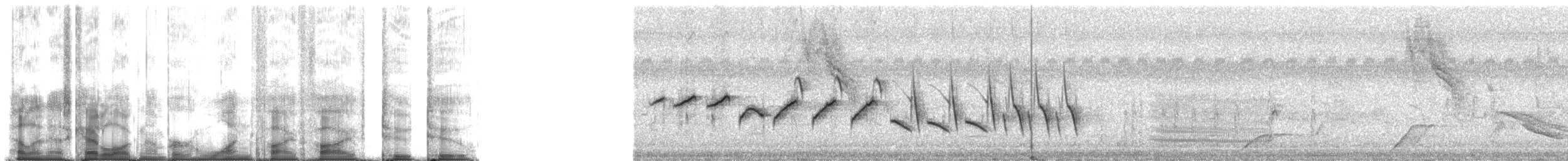 Sporophile de Morelet - ML15522