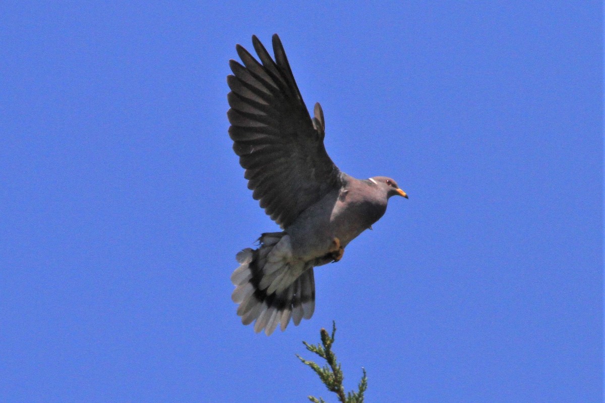 Band-tailed Pigeon - Kent Forward