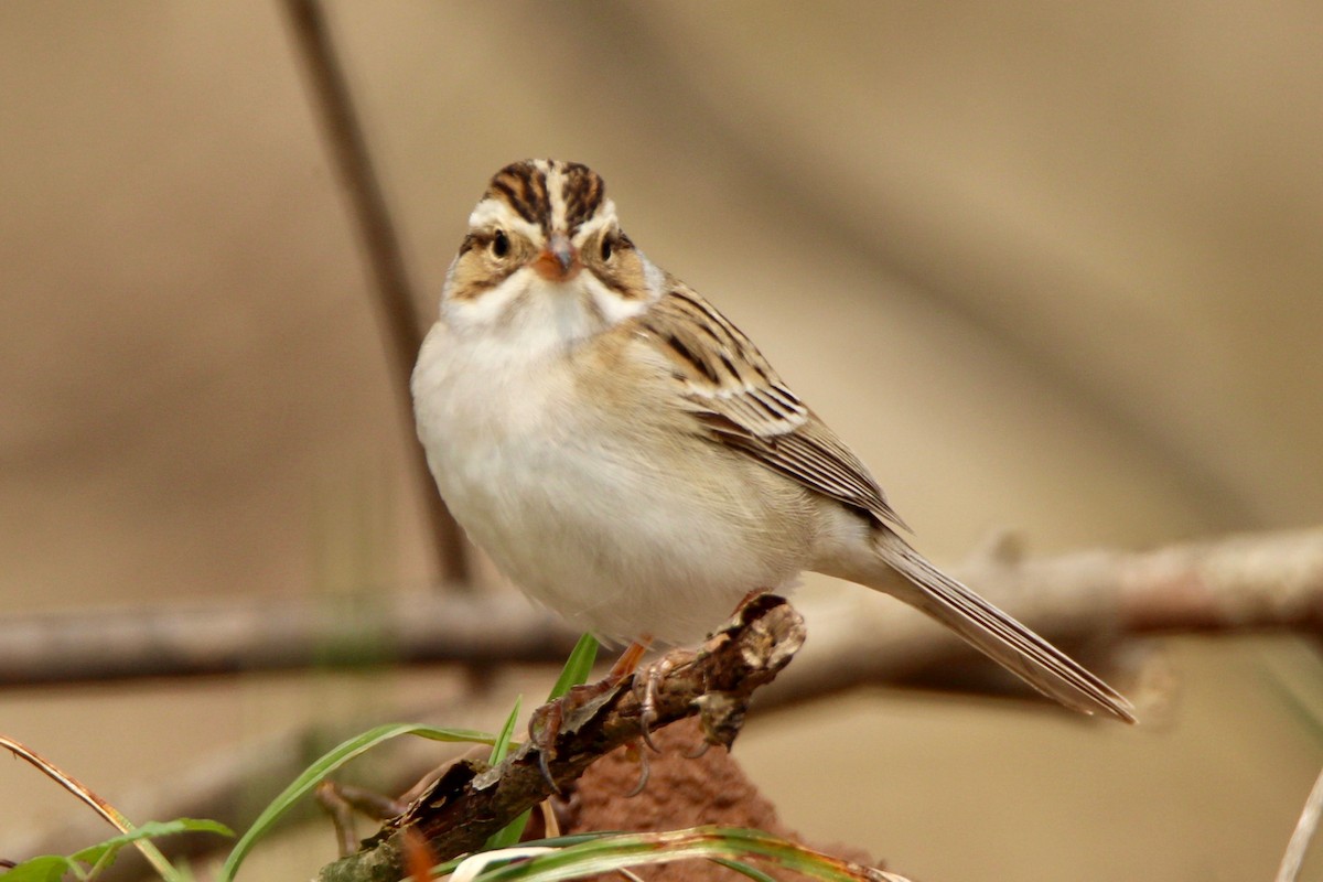 Clay-colored Sparrow - Megan Miller