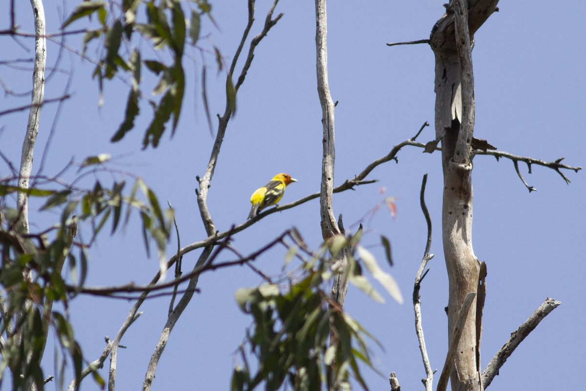 Western Tanager - ML155221721