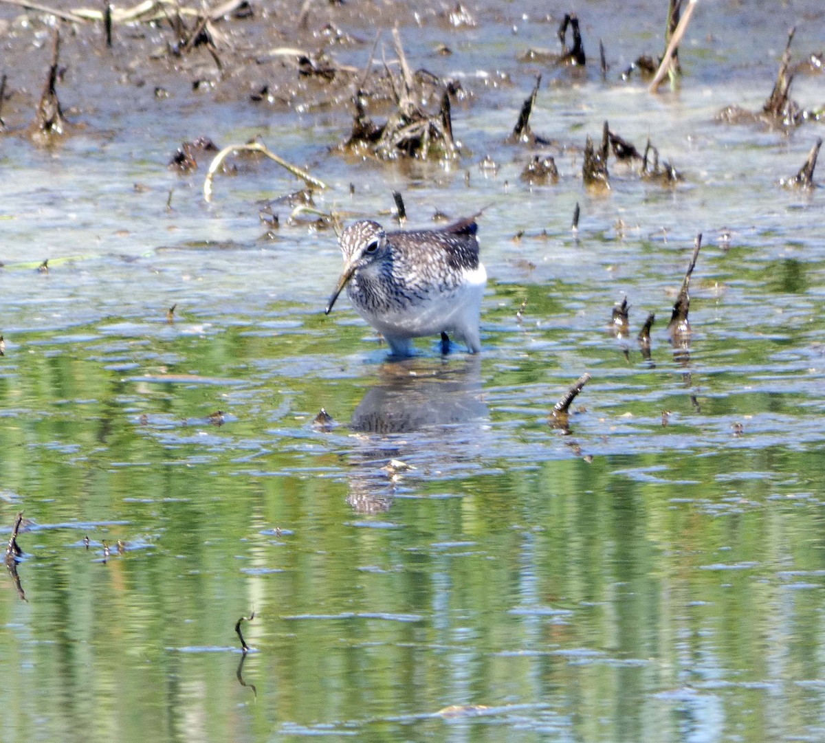 Solitary Sandpiper - ML155222111