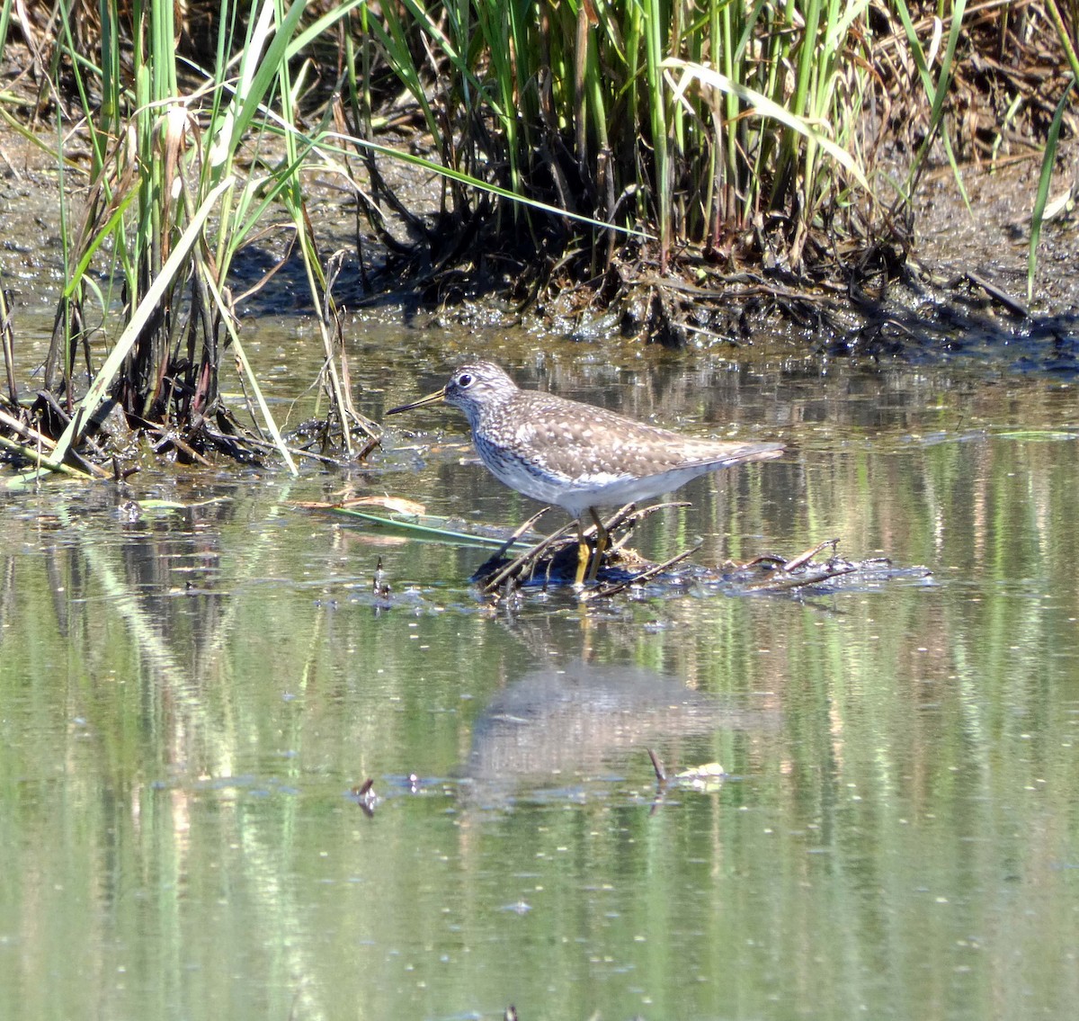 Solitary Sandpiper - ML155222131