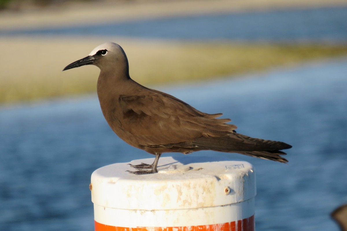 Brown Noddy - ML155222331