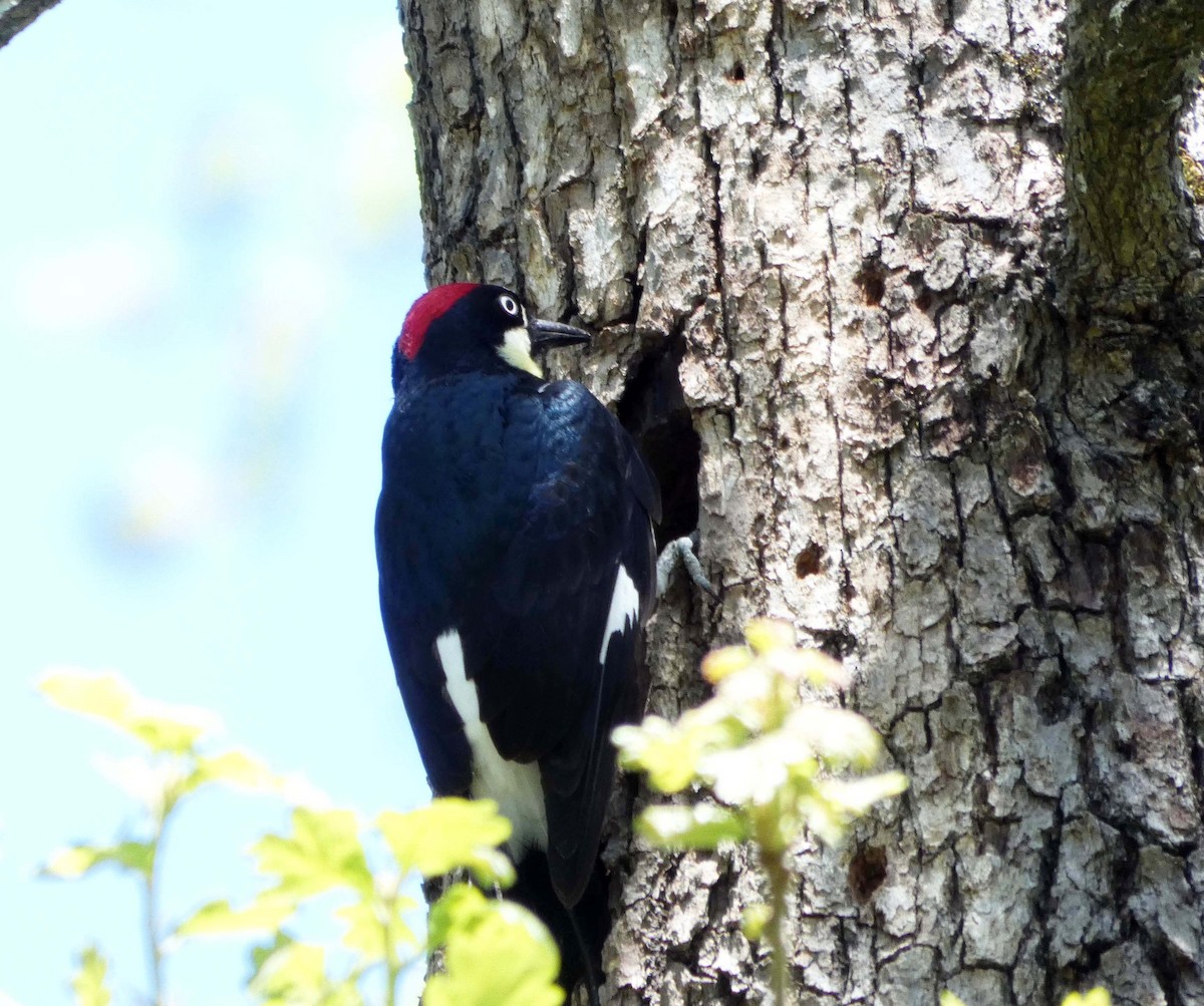 Acorn Woodpecker - ML155222591