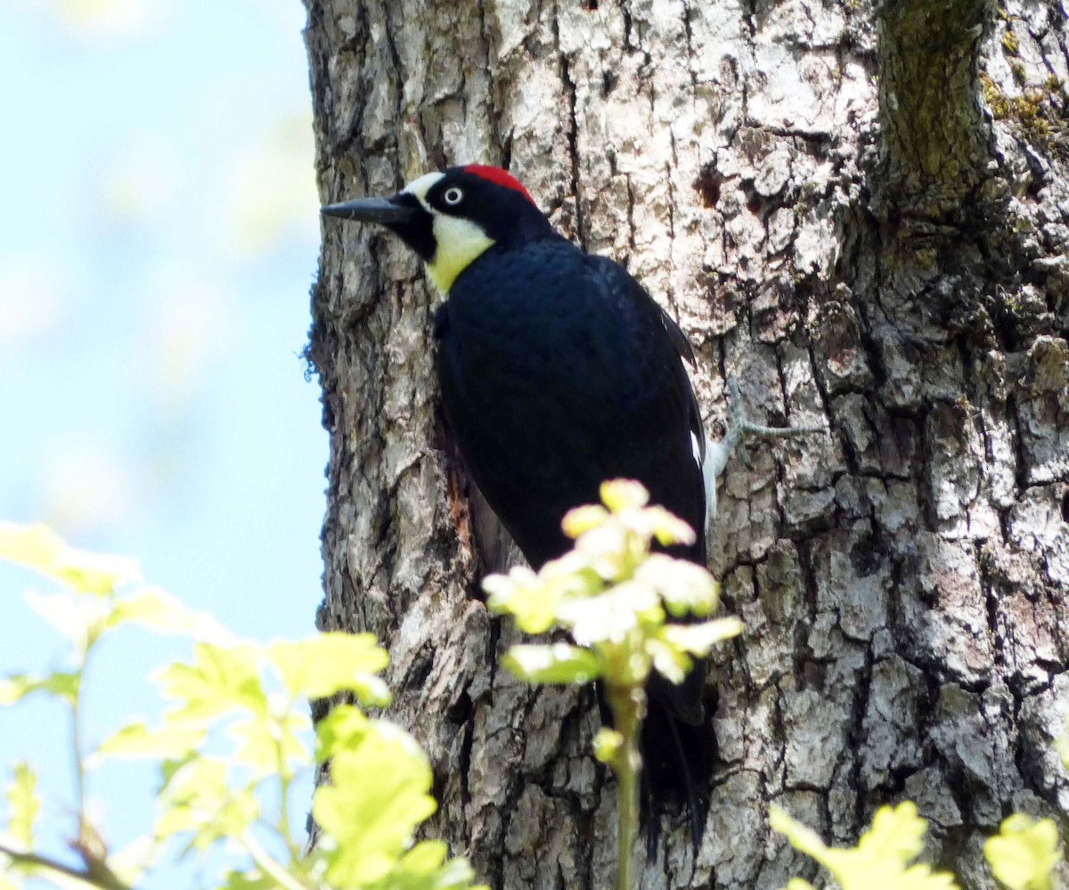 Acorn Woodpecker - ML155222601