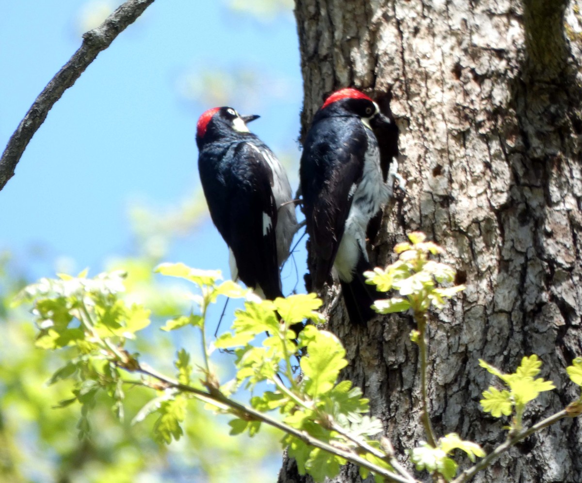 Acorn Woodpecker - ML155222611