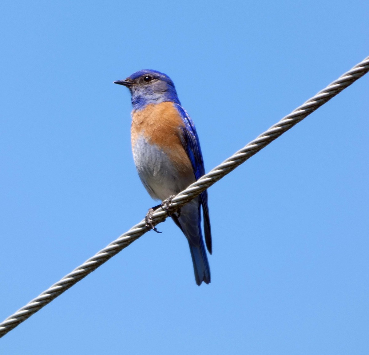 Western Bluebird - ML155222831