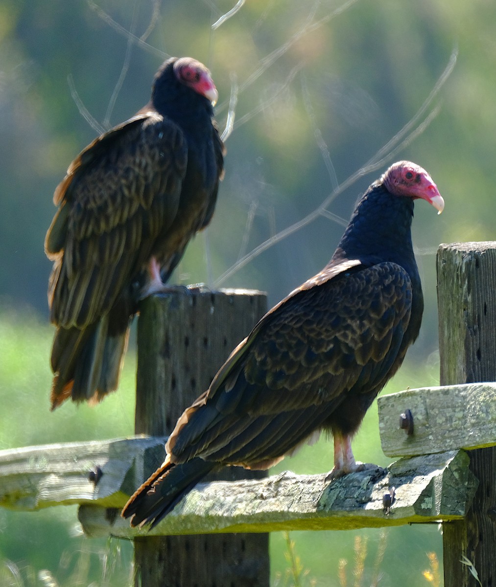 Turkey Vulture - David Zittin