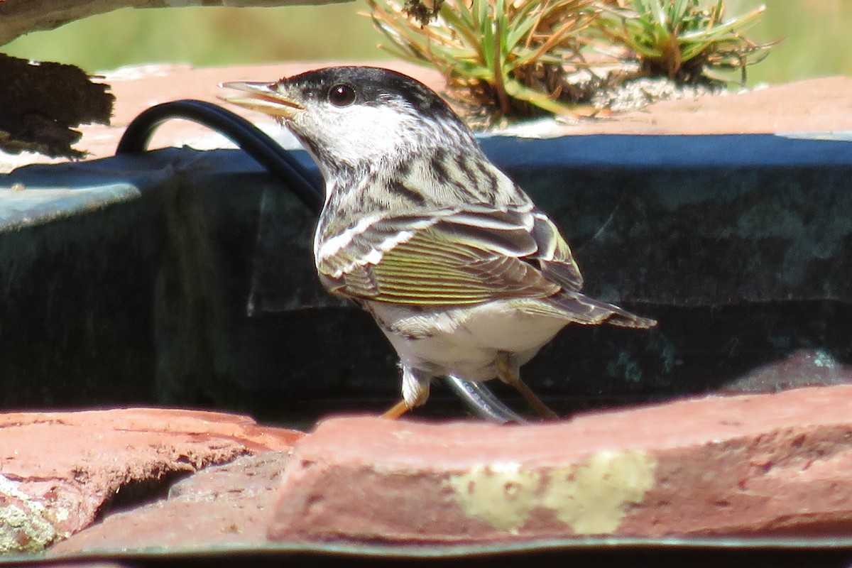 Paruline rayée - ML155223551