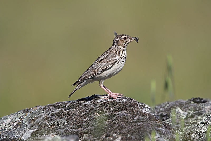 Wood Lark - ML155223961