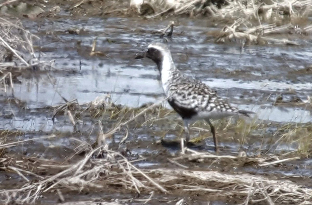 Black-bellied Plover - ML155224781