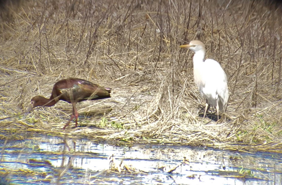 Египетская цапля (ibis) - ML155225101