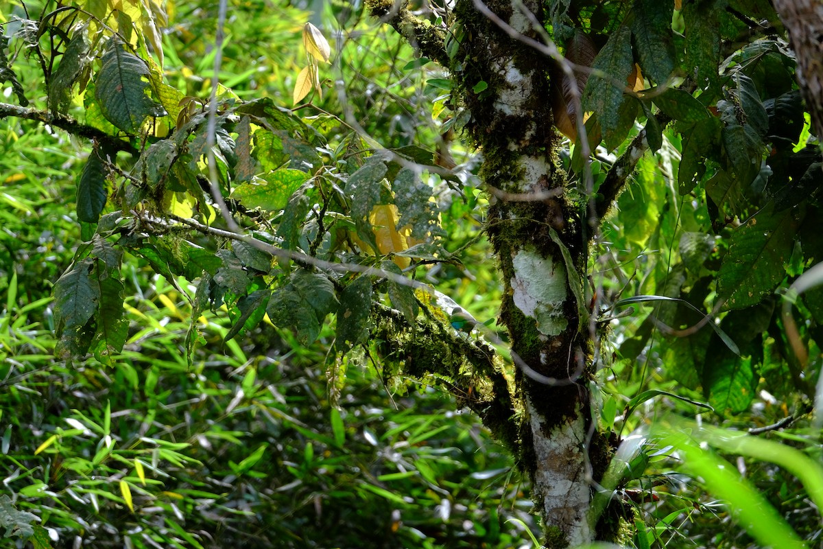 Bay-headed Tanager - ML155225421