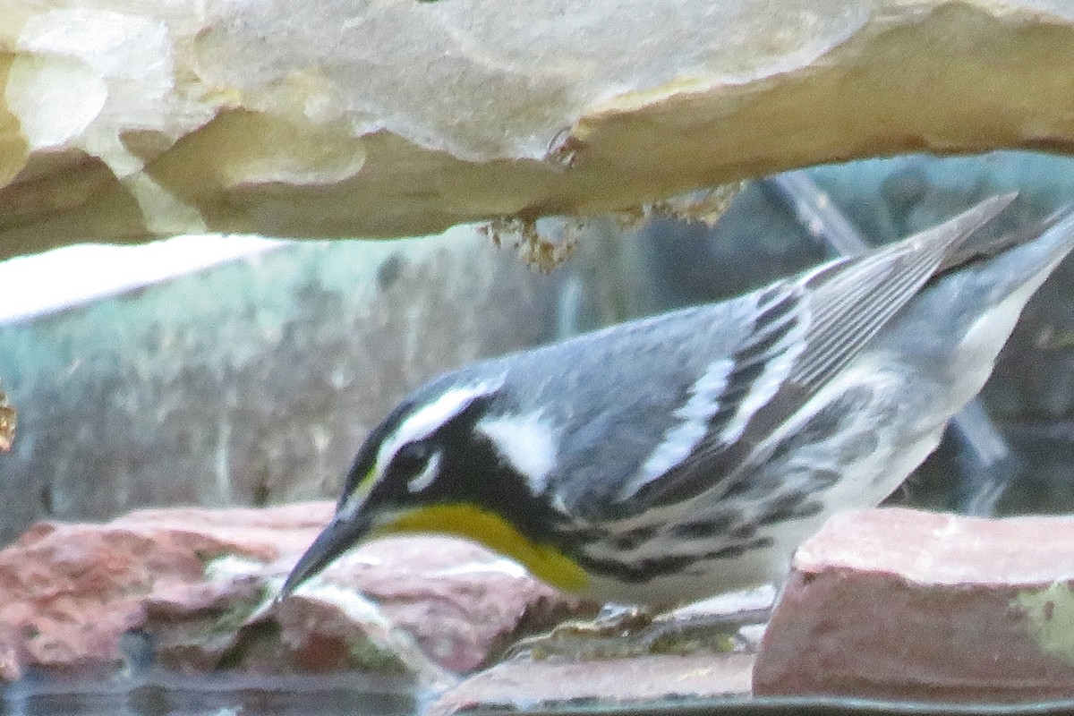 Paruline à gorge jaune - ML155226131