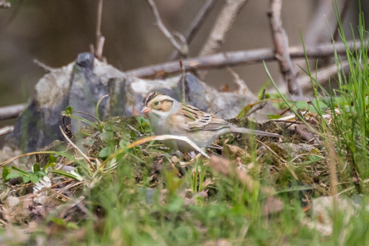 Clay-colored Sparrow - Paul Bigelow
