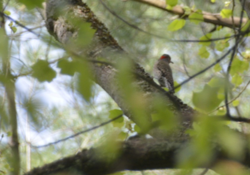 Northern Flicker (Yellow-shafted) - Randy Bodkins