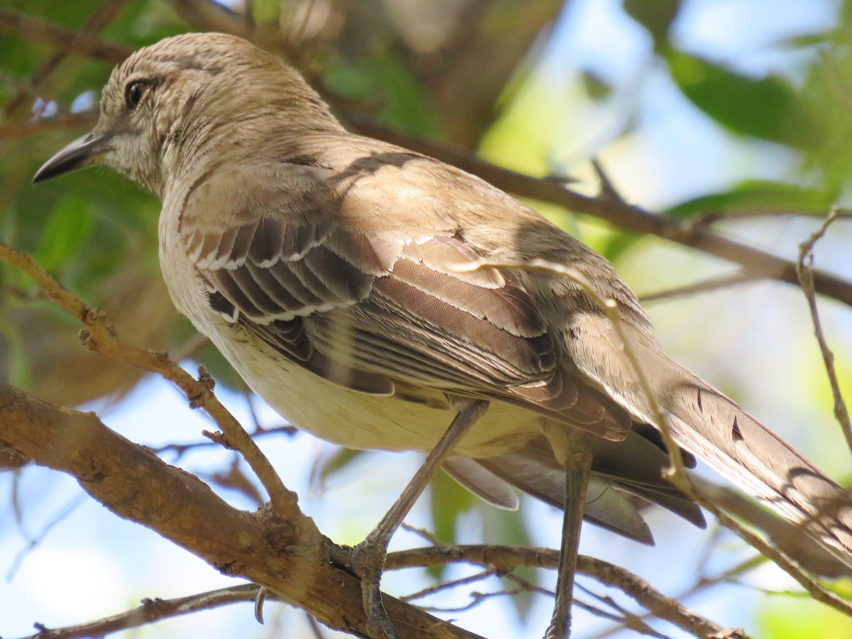 Bahama Mockingbird - ML155230011