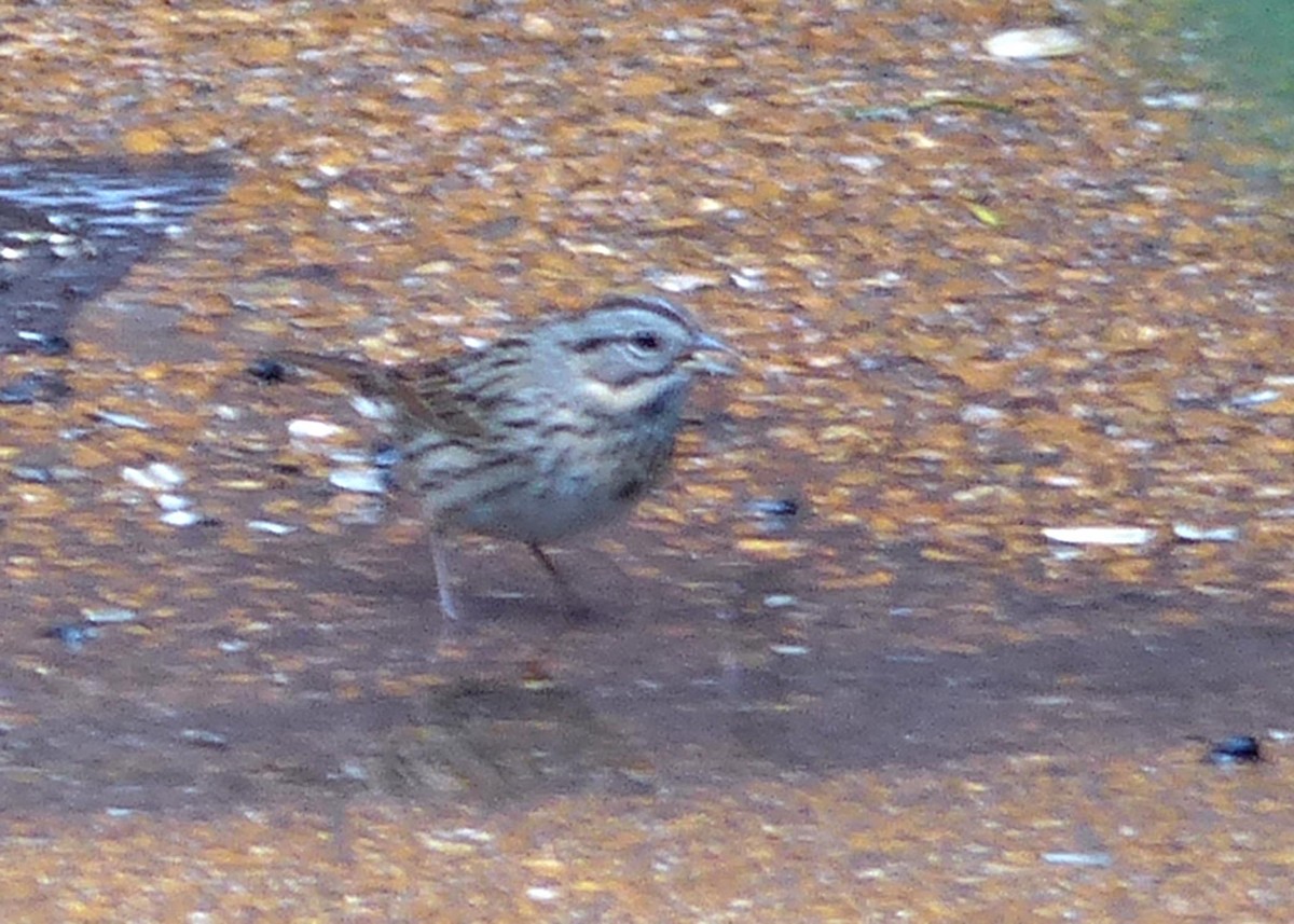 Lincoln's Sparrow - ML155231371