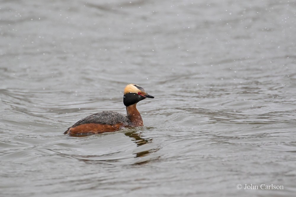 Horned Grebe - ML155231991