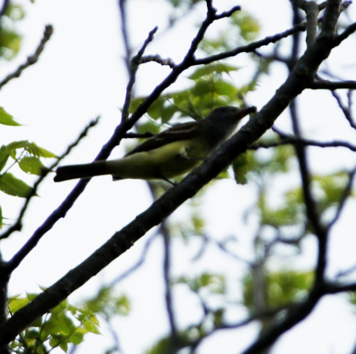 Great Crested Flycatcher - ML155233251
