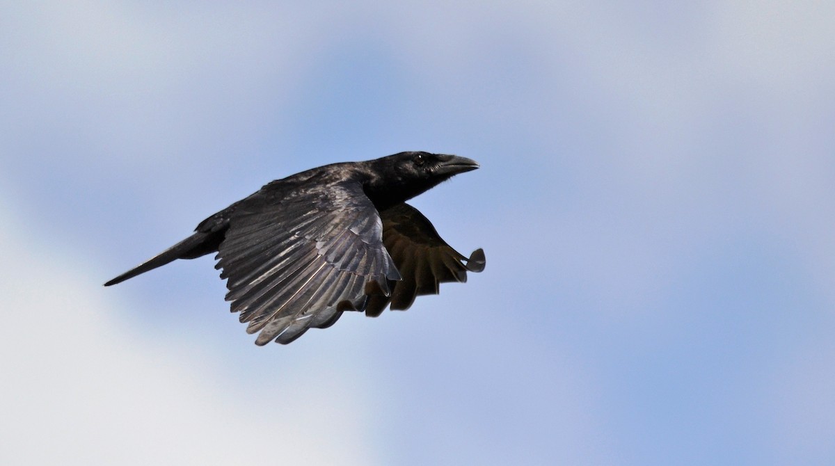 Cuban Palm-Crow - Michael J Good