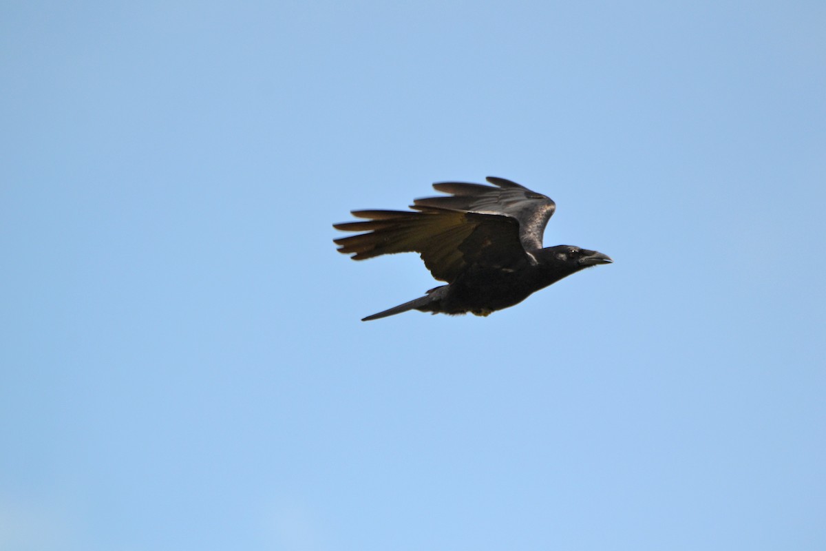 Cuban Palm-Crow - Michael J Good