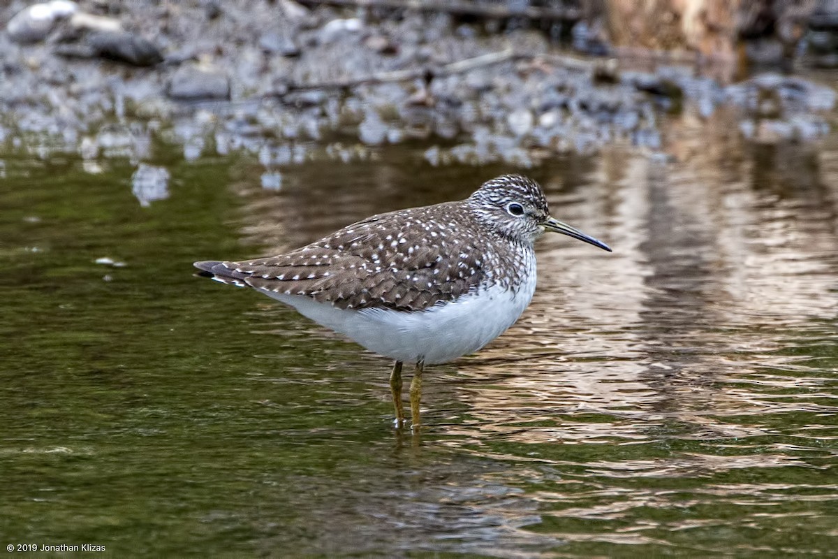 Solitary Sandpiper - ML155234411