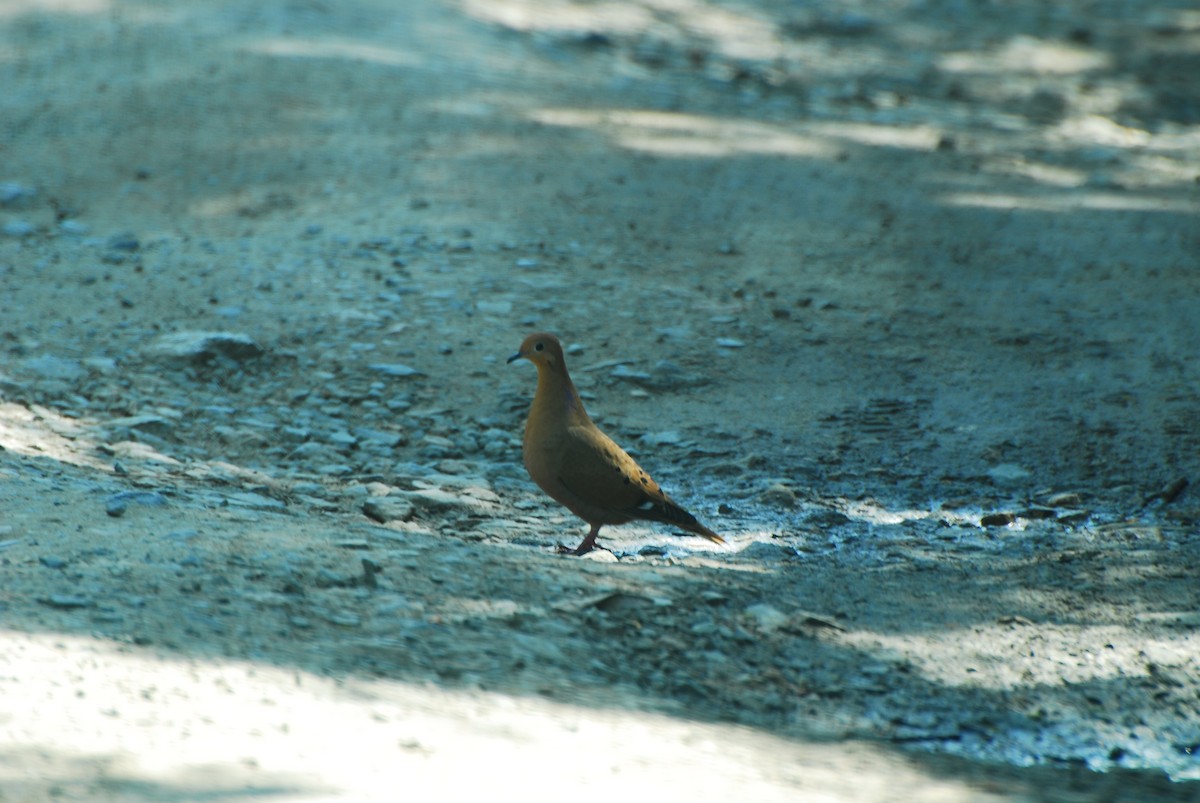 Zenaida Dove - ML155237491