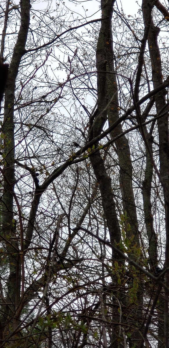 Pine Siskin - ML155239661