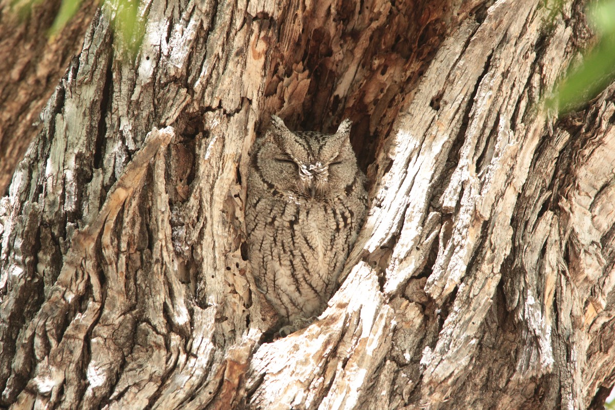 Western Screech-Owl - ML155242361