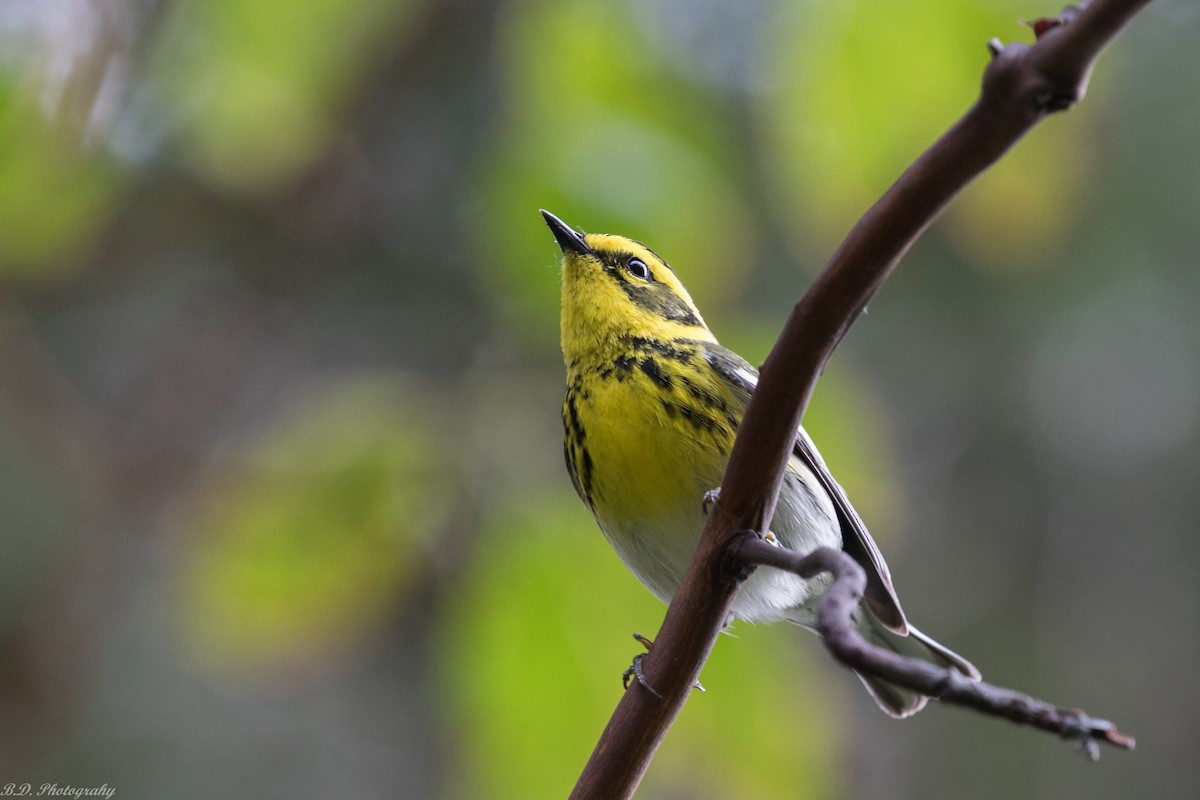 Townsend's Warbler - ML155242721