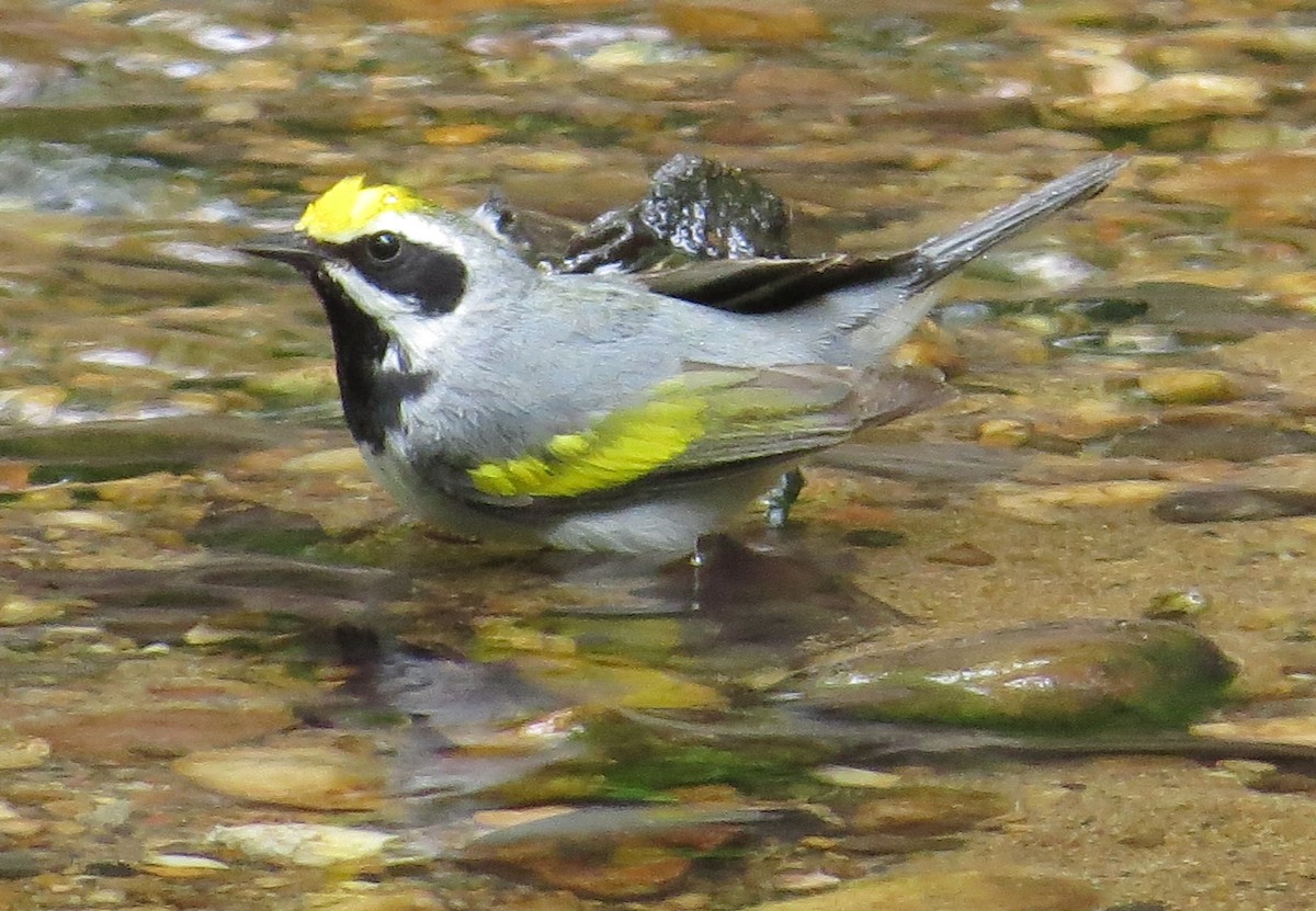 Goldflügel-Waldsänger - ML155243561