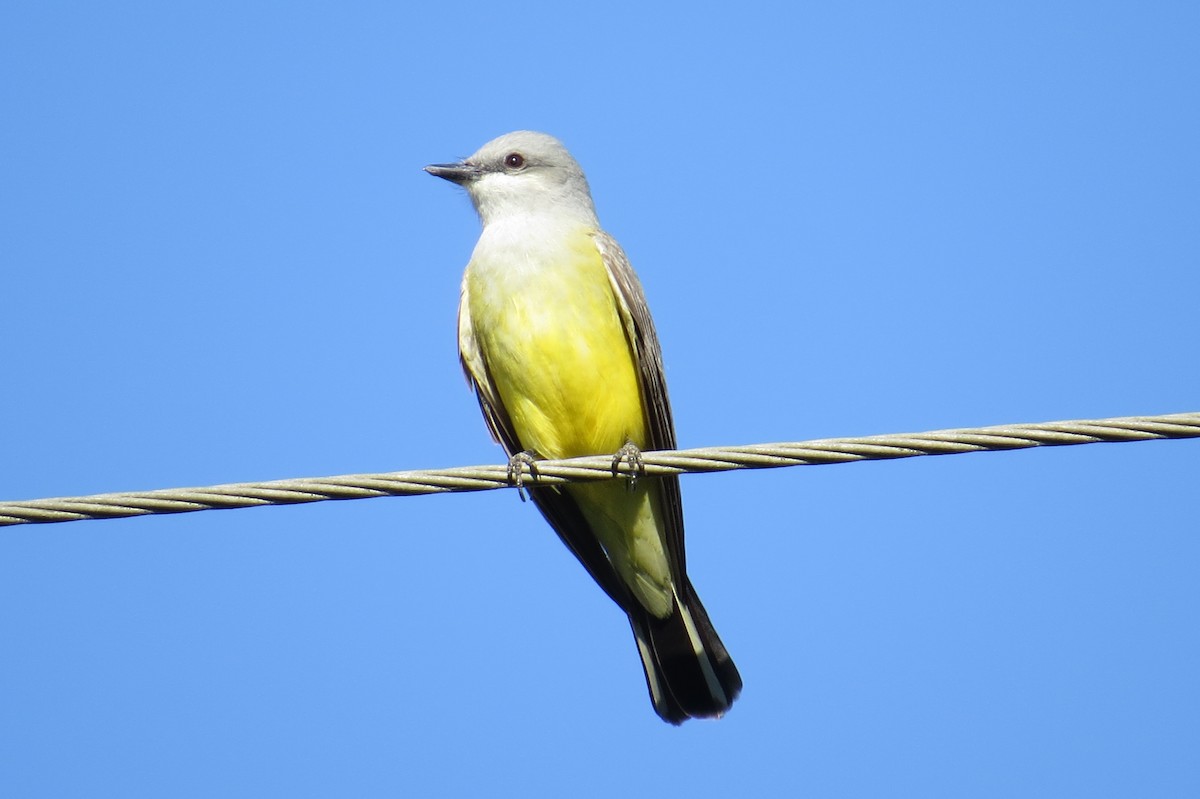 Western Kingbird - ML155247221