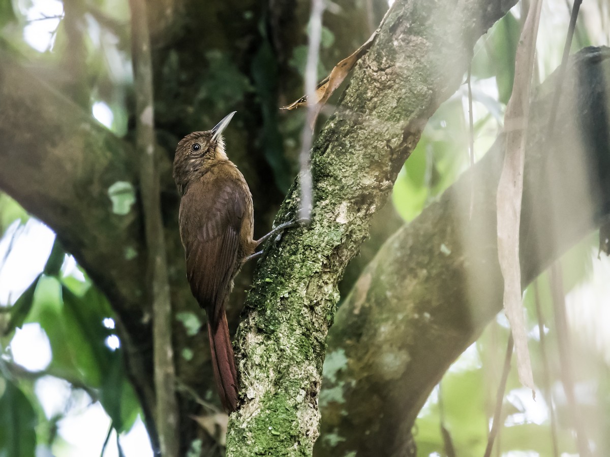 Plain-winged Woodcreeper (Plain-winged) - ML155248001